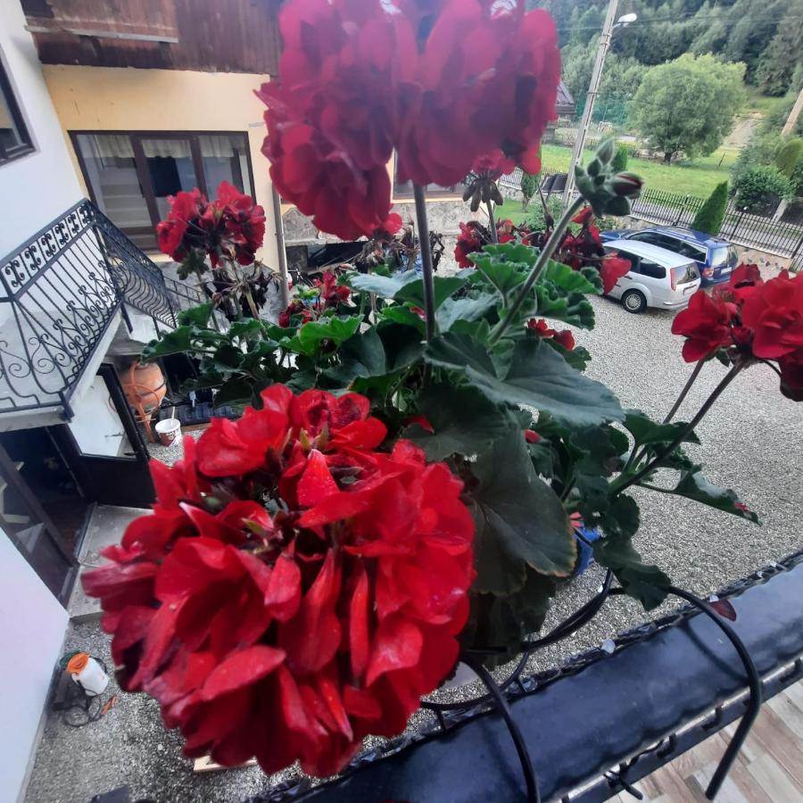 Casa Dana Olteanu Ξενοδοχείο Moeciu De Sus Εξωτερικό φωτογραφία